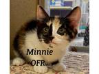 Adopt Minnie a Domestic Short Hair
