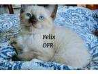 Adopt Felix a Siamese, Domestic Short Hair