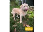 Adopt Shirley a Mixed Breed, Miniature Poodle