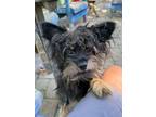 Adopt Chewy a Cairn Terrier, Terrier