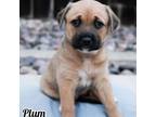 Adopt Plum a Terrier, Labrador Retriever