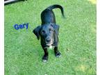 Adopt Gary a Golden Retriever, Labrador Retriever