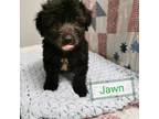 Adopt Jawn a Terrier