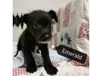 Adopt Emerald a Terrier