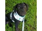Adopt Holly A Mixed Breed, Rottweiler