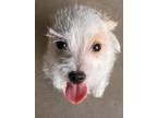 Adopt Boomer a Parson Russell Terrier, West Highland White Terrier / Westie
