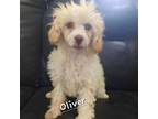 Adopt Oliver a Miniature Poodle