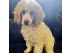 Adopt Toby a Miniature Poodle