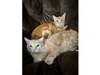 Adopt Cliff & Norm a Domestic Short Hair, Bengal