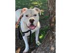 Adopt Chance a Pit Bull Terrier, American Staffordshire Terrier