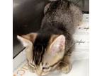 Adopt PEPPERMING PATTY - Ffpr A Abyssinian, Tabby