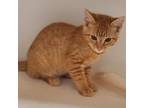 Adopt Colby Jack Tag 50406133 a Domestic Short Hair