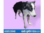 Adopt 50533048 a Collie, Mixed Breed