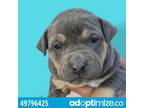 Adopt 50412455 a Pit Bull Terrier, Mixed Breed