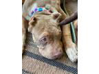 Adopt Alabaster a Pit Bull Terrier