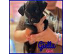 Adopt Giella a Black Labrador Retriever