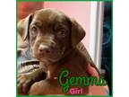 Adopt Gemma a Chocolate Labrador Retriever