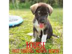 Adopt Louise a German Shepherd Dog, Labrador Retriever