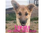 Adopt Tamara a German Shepherd Dog