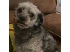 Adopt Marty a Poodle, Mixed Breed