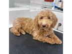Adopt Kourtney a Miniature Poodle