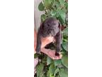 Adopt Jago a Labrador Retriever