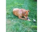 Adopt Maple - URGENT! FOSTER/ADOPTER NEEDED BY 7/2! a Labrador Retriever