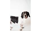 Adopt Winston a Basset Hound, Beagle
