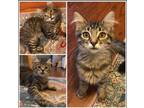 Adopt River a Tabby