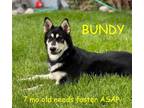 Adopt BUNDY a Siberian Husky