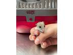 Adopt Coffee and bean a Dwarf Hamster