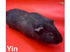 Adopt Yin a Guinea Pig, Short-Haired