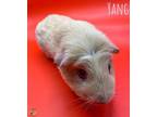 Adopt Yang a Guinea Pig, Short-Haired