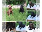 Labrador Retriever PUPPY FOR SALE ADN-416178 - AKC Lab Puppies