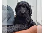 Labradoodle PUPPY FOR SALE ADN-416206 - Tan female