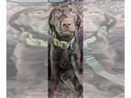 Labrador Retriever PUPPY FOR SALE ADN-416290 - 4 month old female chocolate