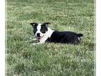 Boston Terrier PUPPY FOR SALE ADN-416500 - Boston terrier boy