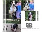 Boston Terrier PUPPY FOR SALE ADN-416239 - Male