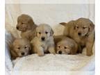 Golden Retriever PUPPY FOR SALE ADN-416185 - Akc Golden Retriever Puppies