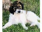 Poodle (Standard) PUPPY FOR SALE ADN-416610 - Purebred Poodle Lacy