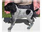 German Shorthaired Pointer PUPPY FOR SALE ADN-416366 - Short Tailed Grouse Dogs