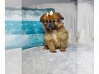 Pomeranian PUPPY FOR SALE ADN-416667 - Pom puppies
