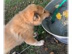 German Shepherd Dog-Great Pyrenees Mix PUPPY FOR SALE ADN-416251 - Male Shepnees