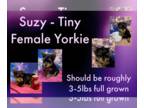 Yorkshire Terrier PUPPY FOR SALE ADN-416332 - Suzy
