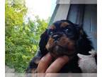 Cavalier King Charles Spaniel PUPPY FOR SALE ADN-415559 - Black and Tan Male and