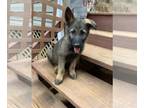 German Shepherd Dog PUPPY FOR SALE ADN-415515 - Final Purebred German Shepard