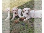 Labrador Retriever PUPPY FOR SALE ADN-415639 - English AKC Dudley Labrador