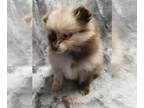 Pomeranian PUPPY FOR SALE ADN-415323 - Merle Pomeranian
