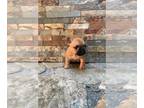 French Bulldog PUPPY FOR SALE ADN-415405 - French bulldog puppies