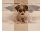 Jack Russell Terrier PUPPY FOR SALE ADN-415424 - Female Terrier mix 12 weeks old